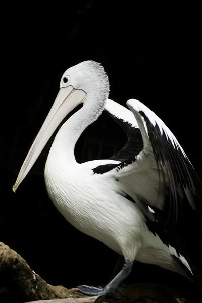 Australian Pelican. — Stock Photo, Image