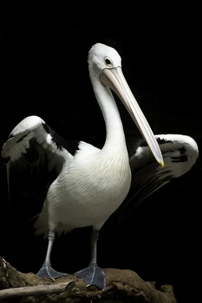 ออสเตรเลีย pelican . — ภาพถ่ายสต็อก