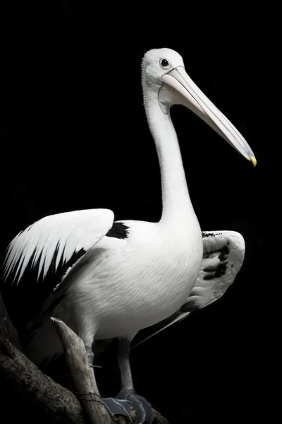 Pelican australiano . — Foto Stock