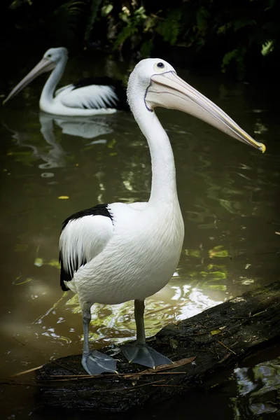 Australian Pelican. — Stock Photo, Image