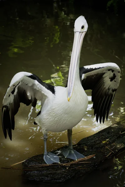Pelican australiano . — Foto Stock