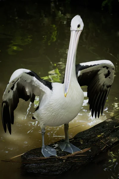 Australiensisk Pelikan. — Stockfoto