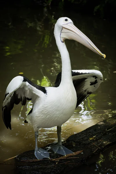 Pelican australiano . — Foto Stock