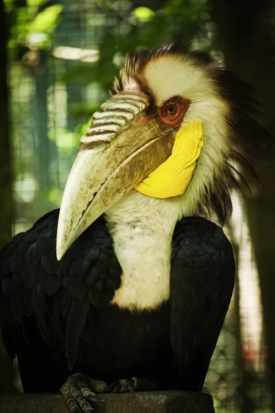 Kranzhornvogel — Stockfoto