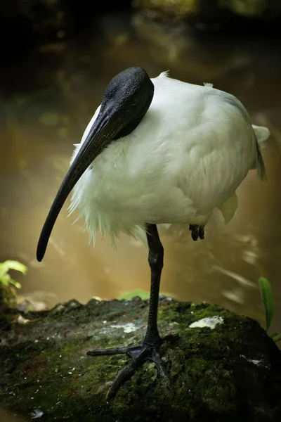 Svart huvud ibis. — Stockfoto