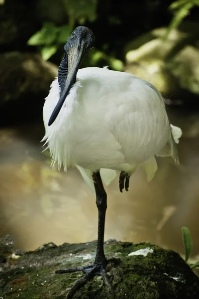 Svart huvud ibis. — Stockfoto