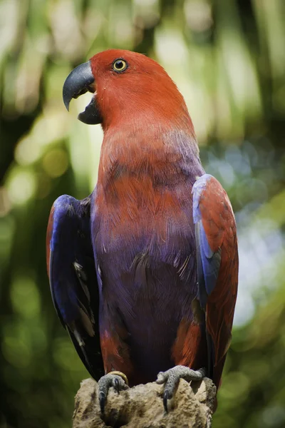 Eclectus papugi — Zdjęcie stockowe