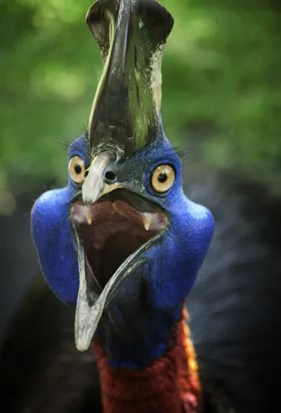 Casuarius en colère Photos De Stock Libres De Droits