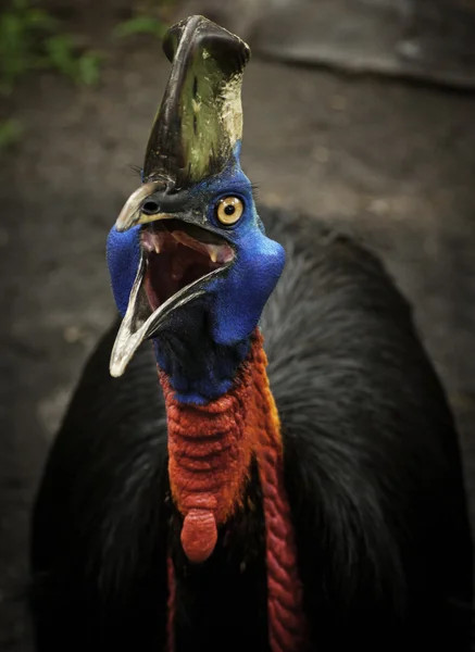 Casuarius enojado Imágenes de stock libres de derechos