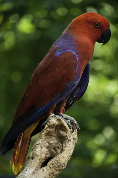 Eclectus papugi — Zdjęcie stockowe