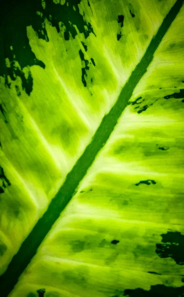 Grüne Taro-Blätter lizenzfreie Stockbilder