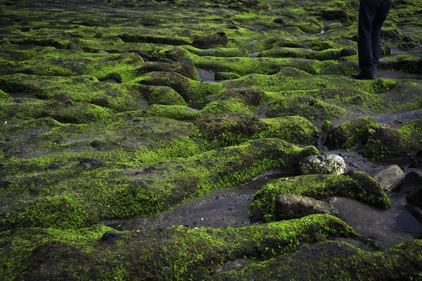 Roca verde en la costa — Foto de Stock
