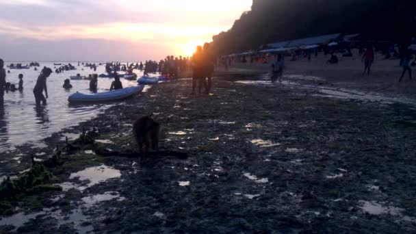 Hondje spelen op het strand. — Stockvideo