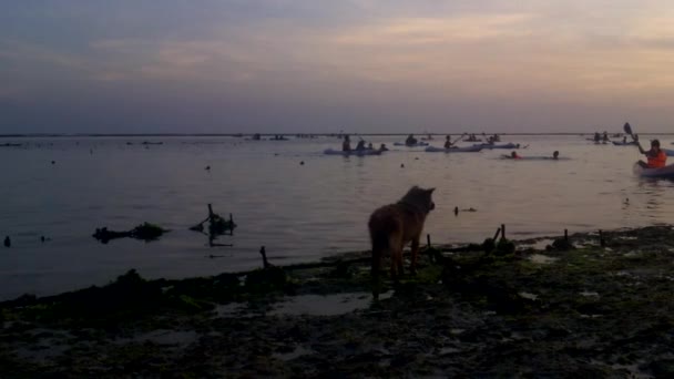 Doggy spela på stranden. — Stockvideo