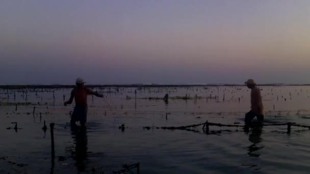 Harvesting seaweed. — Stock Video