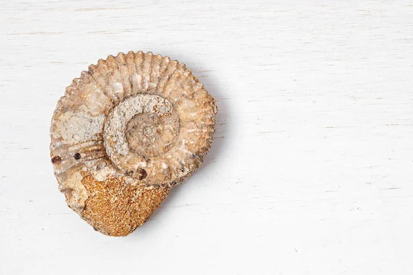 Macro Ammonite Fossile Epoca Giurastica Fondo Bianco Concetto Archeologia — Foto Stock