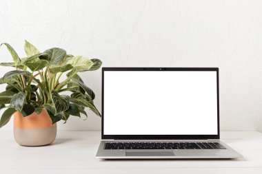 Empty laptop screen,and house plant. Back to school, home office, begining of studies concept. Mockup, template