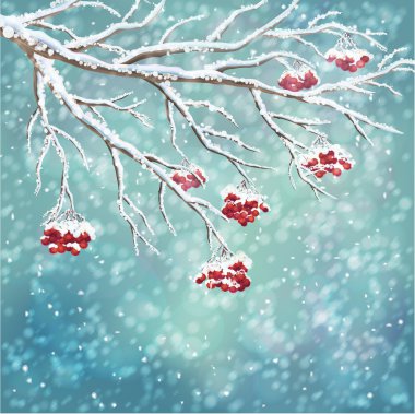 Winter snow-covered rowan berry branch background