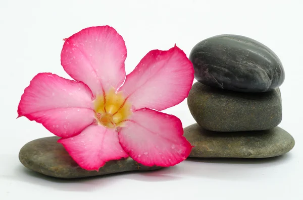 素馨花和石头 — 图库照片