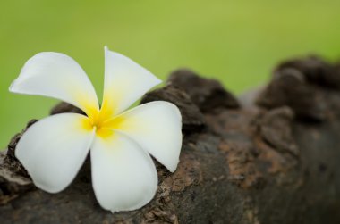 on ağacının şerefli frangipani veya plumeria çiçek