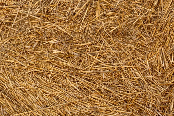 Dry Straw Texture Hay Background Yellow Dried Grass — Stock Photo, Image