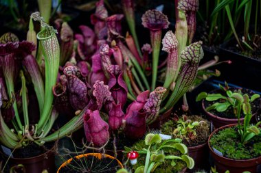 Sarracenia löcophylla 'nın derin çukurlu tuzaklarına yakın çekim. Sancak ya da arka plan olarak neredeyse uzaylı görünümlü bir böcek ve sinekkapan bitkisi