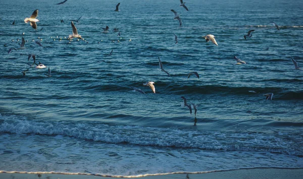 Schwarm Weißer Möwen Über Dem Meer Seevögel Fliegen Der Luft — Stockfoto