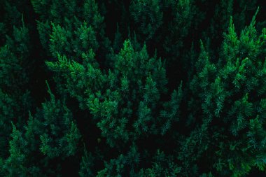 Yeşil ladin dallarından arka plan. Noel arka plan.