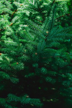 Yeşil ladin dallarından arka plan. Noel arka plan.