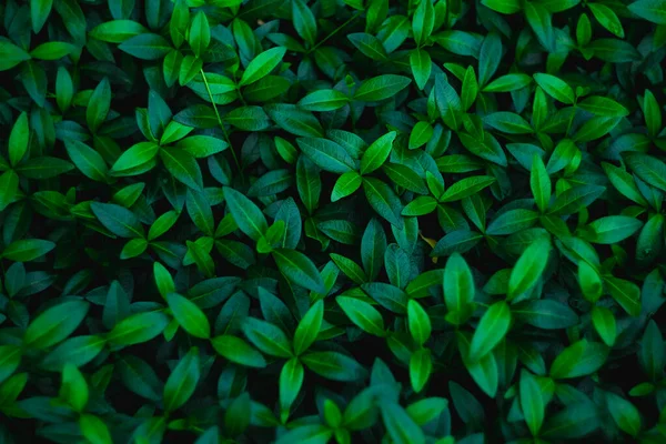 Follaje Verde Fresco Hojas Pequeñas Arbusto Joven Fondo Natural — Foto de Stock