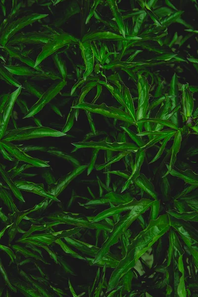 Verse Groene Bladeren Die Muur Bedekken Natuurlijke Groene Achtergrond Van — Stockfoto