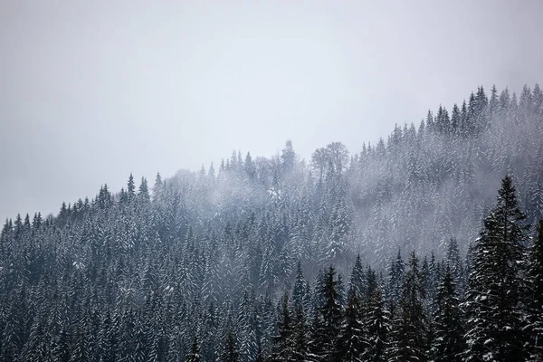 山の斜面には雪に覆われた松の木 冬に譲渡します 美しい冬の風景 — ストック写真
