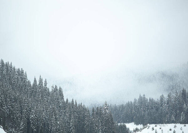 Pine trees covered with snow on the mountain slopes. Conifers in winter. Beautiful winter landscape.