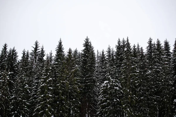 Dağ yamaçlarında karla kaplı çam ağaçları. Kışın kozalaklı ağaçlar. Güzel kış manzarası.
