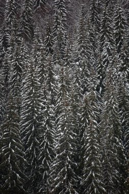 Dağ yamaçlarında karla kaplı çam ağaçları. Kışın kozalaklı ağaçlar. Güzel kış manzarası.