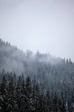 Dağ yamaçlarında karla kaplı çam ağaçları. Kışın kozalaklı ağaçlar. Güzel kış manzarası.