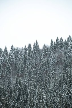 Dağ yamaçlarında karla kaplı çam ağaçları. Kışın kozalaklı ağaçlar. Güzel kış manzarası.