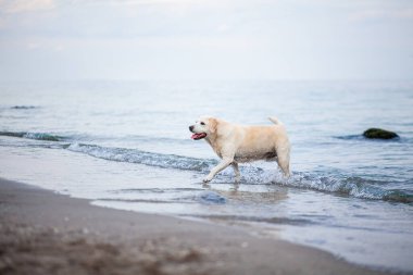 Islak köpek denizden karaya çıkar. Labrador suda yüzdükten sonra. Doğada evcil hayvan.