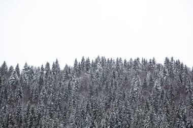 Dağ yamaçlarında karla kaplı çam ağaçları. Kışın kozalaklı ağaçlar. Güzel kış manzarası.
