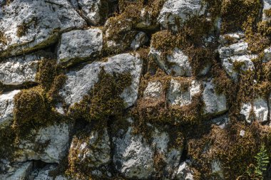 Yosun ve kurumuş çimlerle kaplı eski bir taş duvar. Taşın arka planının dokusu.