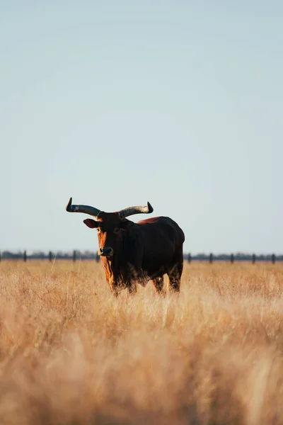 Toro Con Cuernos Largos Está Rodillas Hierba Seca Amarilla Campo — Foto de Stock