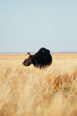 Uzun boynuzlu bir boğa, dizlerine kadar sarı kuru otların içinde bir tarlada durur. Açık gökyüzü arkaplanı.