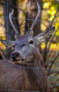 Genç bir geyik ot yer. Vahşi doğadaki Artiodactyl hayvan. Parlak yeşil arkaplan.