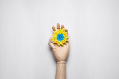 Mavi kalpli sarı bir çiçek ahşap bir elin üzerinde duruyor. Ukrayna bayrağının renkleri. Hafif arkaplan.