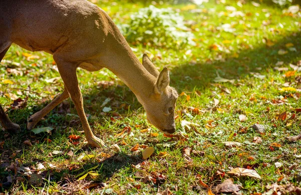 Young Deer Eats Grass Artiodactyl Animal Wild Bright Green Background — Stock Photo, Image