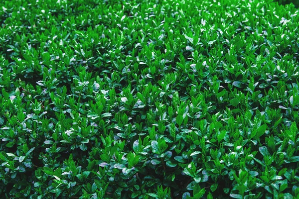 Sluiten Van Struikbladeren Met Dauwdruppels Groene Achtergrond Van Natte Bladeren — Stockfoto