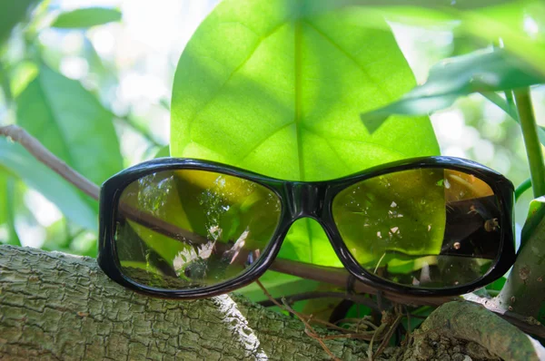 Солнечные очки на ветке — стоковое фото