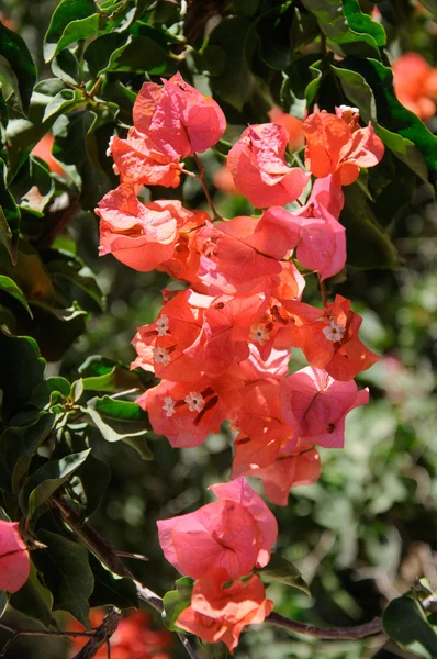 Parlak kırmızı çiçek bush — Stok fotoğraf