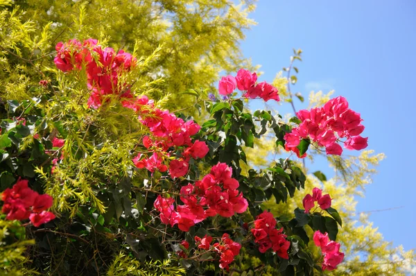 Világos rózsaszín virág bush — Stock Fotó