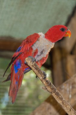 dal kırmızı papağan